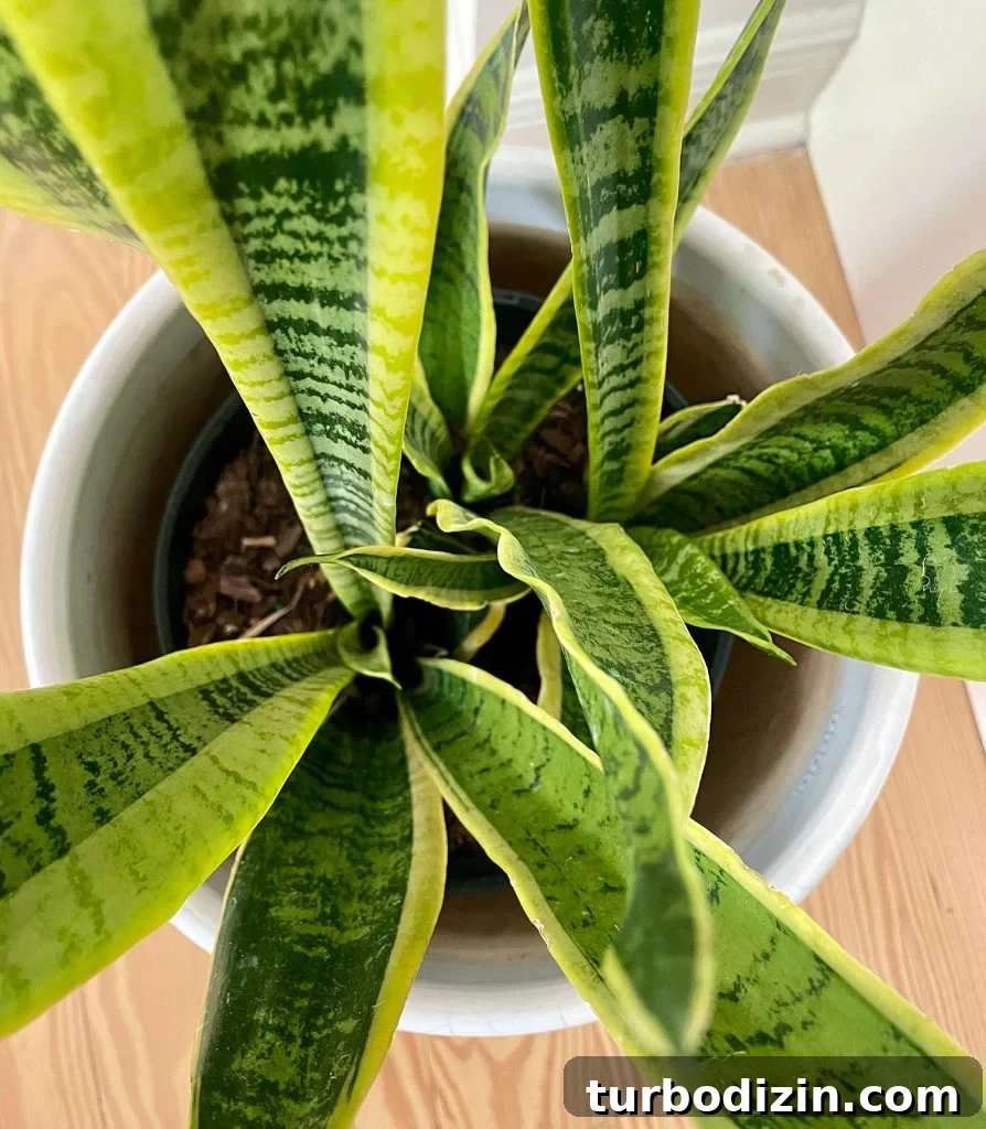 Overhead View Of Snake Plant