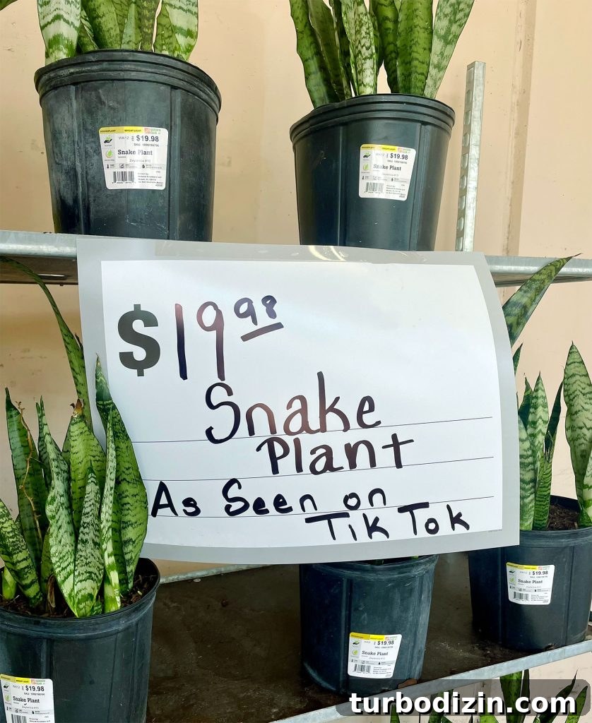 Display of Snake Plants With As Seen On Tik Tok Sign