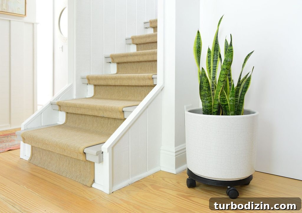 Potted Snake Plant Near Stairs With Sisal Runner