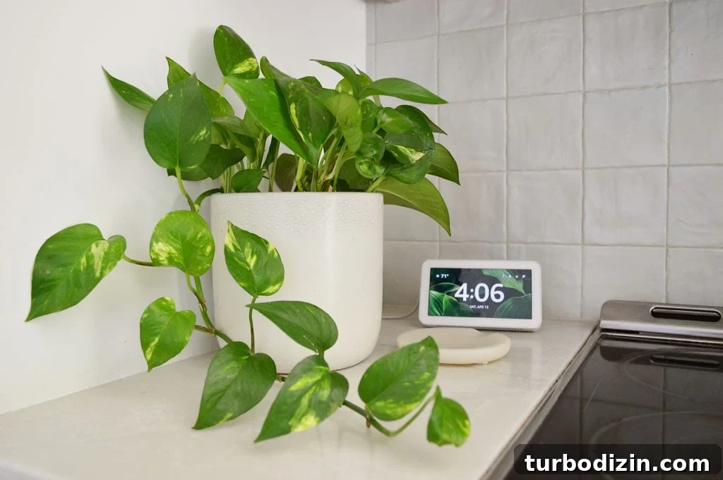 Golden Pothos Care Guide: Watering, Light, and Growth Tips 2 Gold Pothos On Countertop By Alexa Echo Show 5