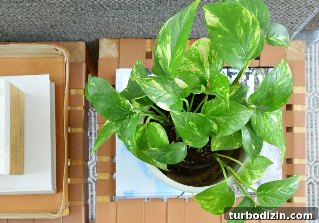 Golden Pothos Care Guide: Watering, Light, and Growth Tips 3 Golden Pothos Houseplant Overhead