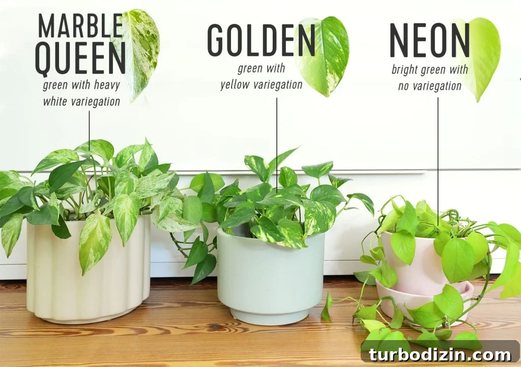Golden Pothos Care Guide: Watering, Light, and Growth Tips 4 Side By Side Comparison Of Different Pothos Varieties Marble Queen Golden Neon Pothos