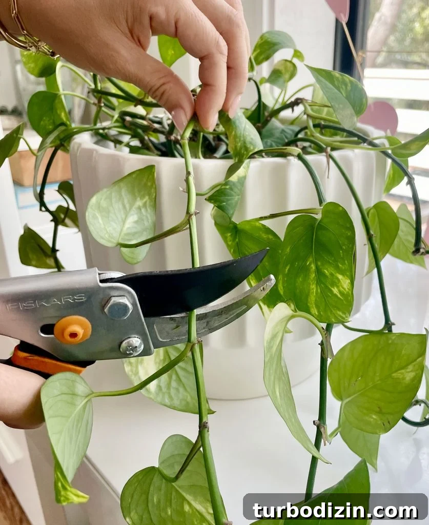 Golden Pothos Care Guide: Watering, Light, and Growth Tips 7 Hand Pruning Golden Pothos With Shears