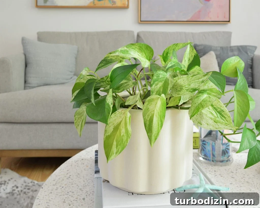 Marble Queen Pothos Potted On Coffee Table