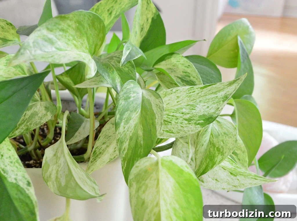 Close Up Of Marble Queen Pothos Leaves