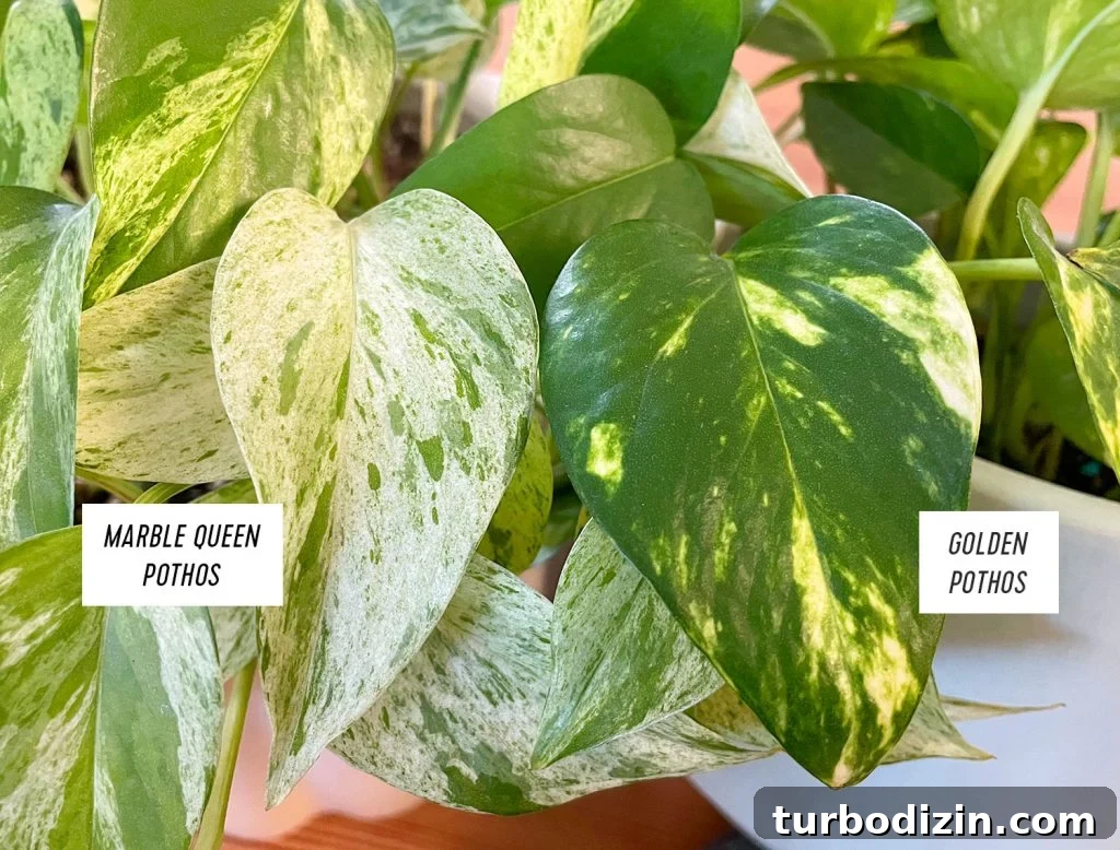 Marble Queen Pothos Leaf Compared To Golden Pothos Leaf