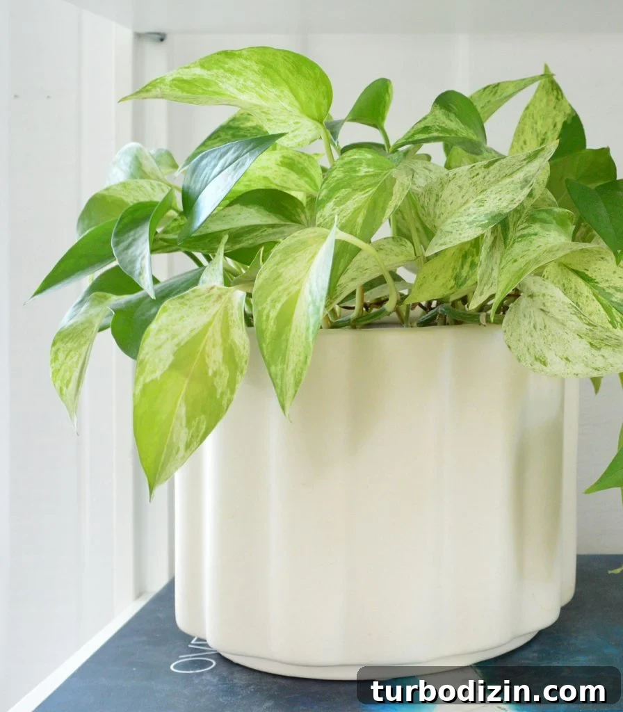 Marble Queen Pothos In White Pot
