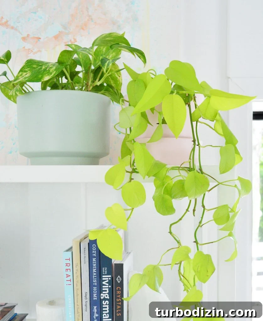 Golden Pothos Next To VIning Neon Pothos Trailing On White Shelf