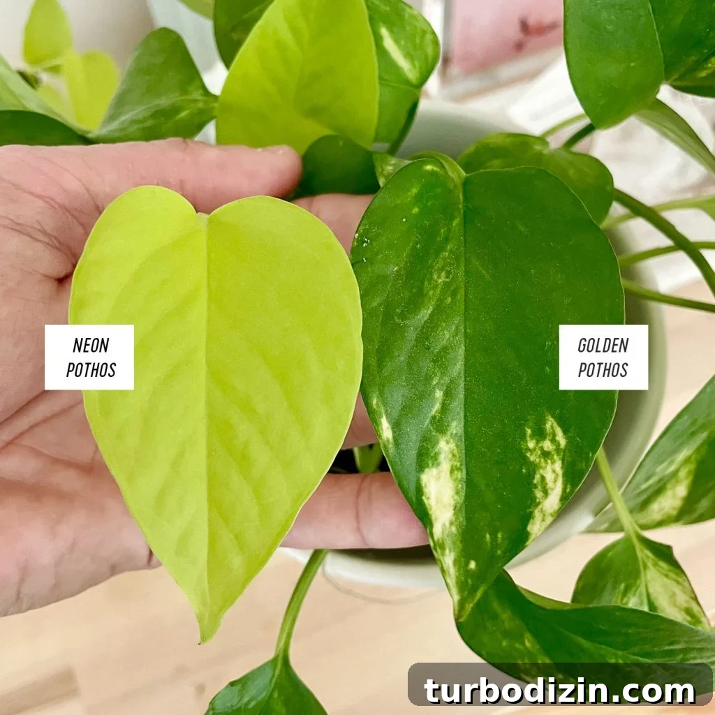 Neon Pothos Leaf Next To Golden Pothos Leaf
