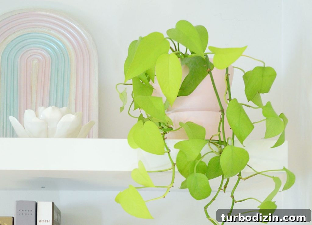 Neon Pothos Houseplant Next To Rainbow Art
