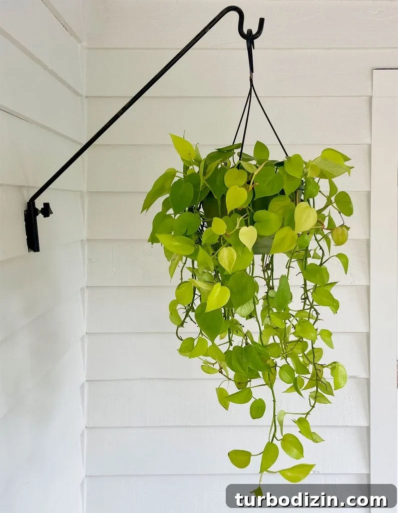Neon Pothos Outdoor Hanging Basket