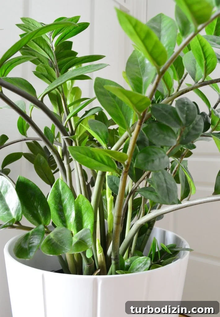 Close Up of Leaves On ZZ Plant