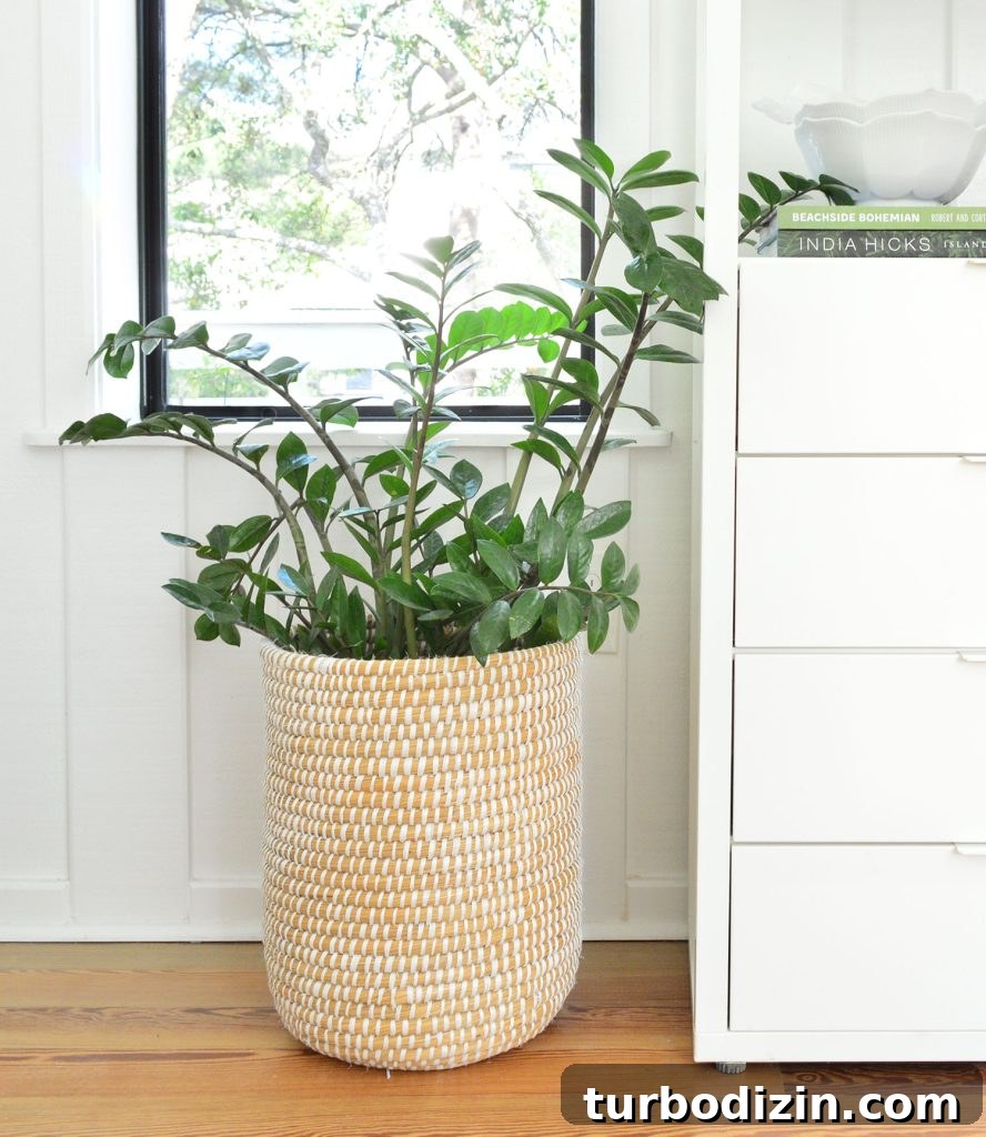 ZZ Plant In Basket On Floor Next To Bookcase