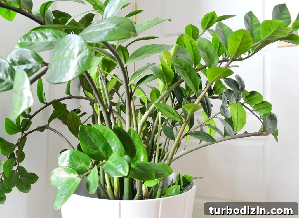 Close Up Of ZZ Plant Leaves