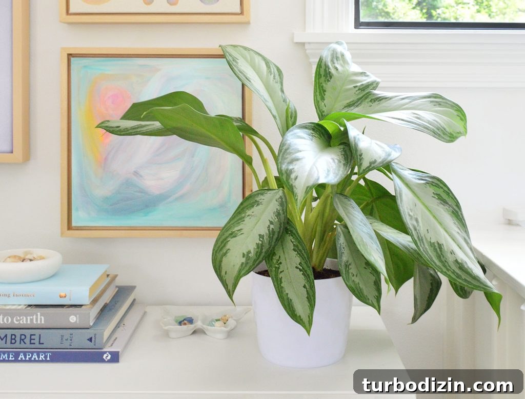 Aglaonema Care Guide: How to Grow and Maintain Chinese Evergreen Plants 3 Aglaonema Houseplant On White Console With Artwork