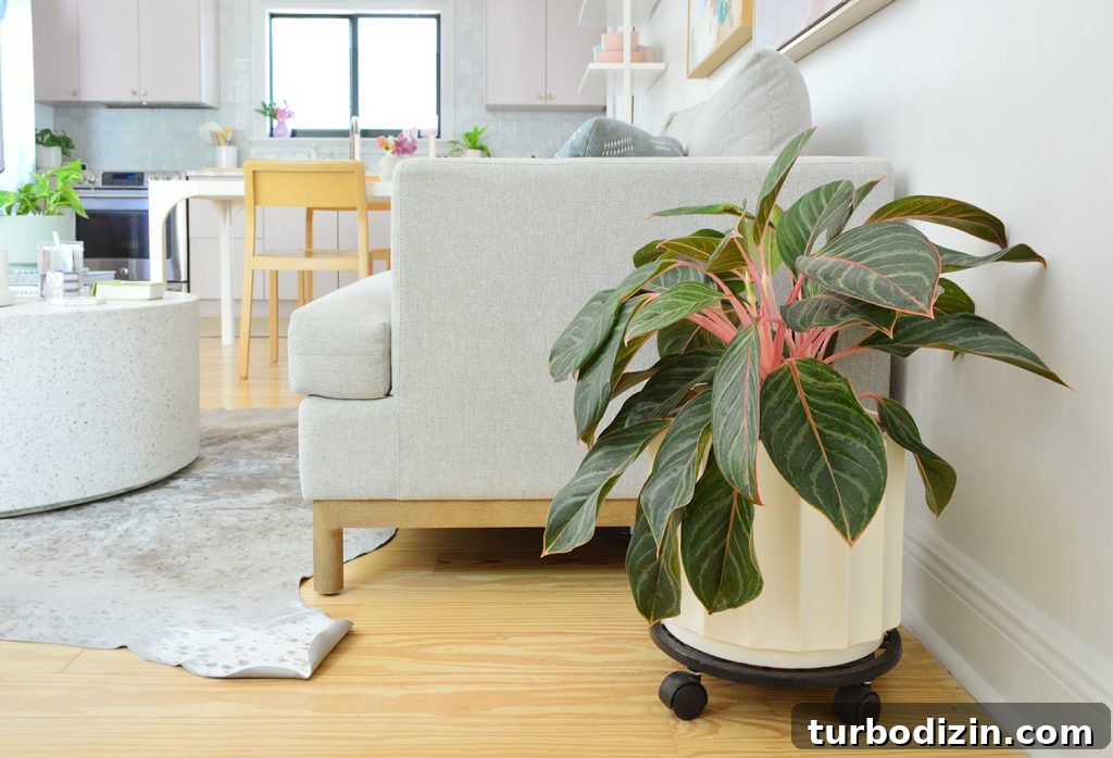 Aglaonema Care Guide: How to Grow and Maintain Chinese Evergreen Plants 4 Pink Aglaonema Next To Couch In Kitchen