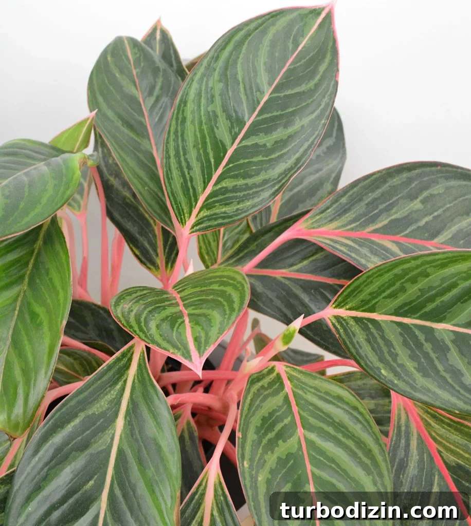 Aglaonema Care Guide: How to Grow and Maintain Chinese Evergreen Plants 5 Close Up Of Pink Aglaonema Leaves