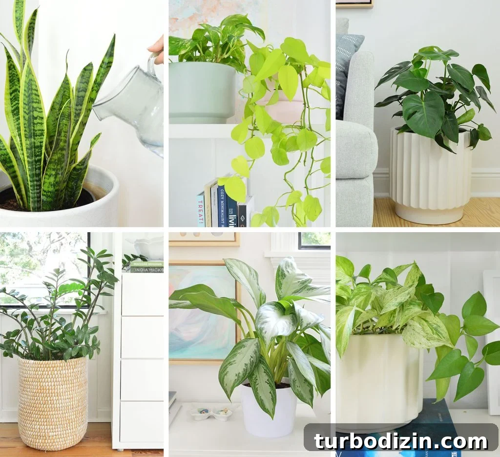 Aglaonema Care Guide: How to Grow and Maintain Chinese Evergreen Plants 6 Collage of House Plant Care Guides