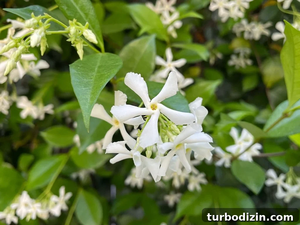 Close Up Of Star Jasmine Flower White Bloom
