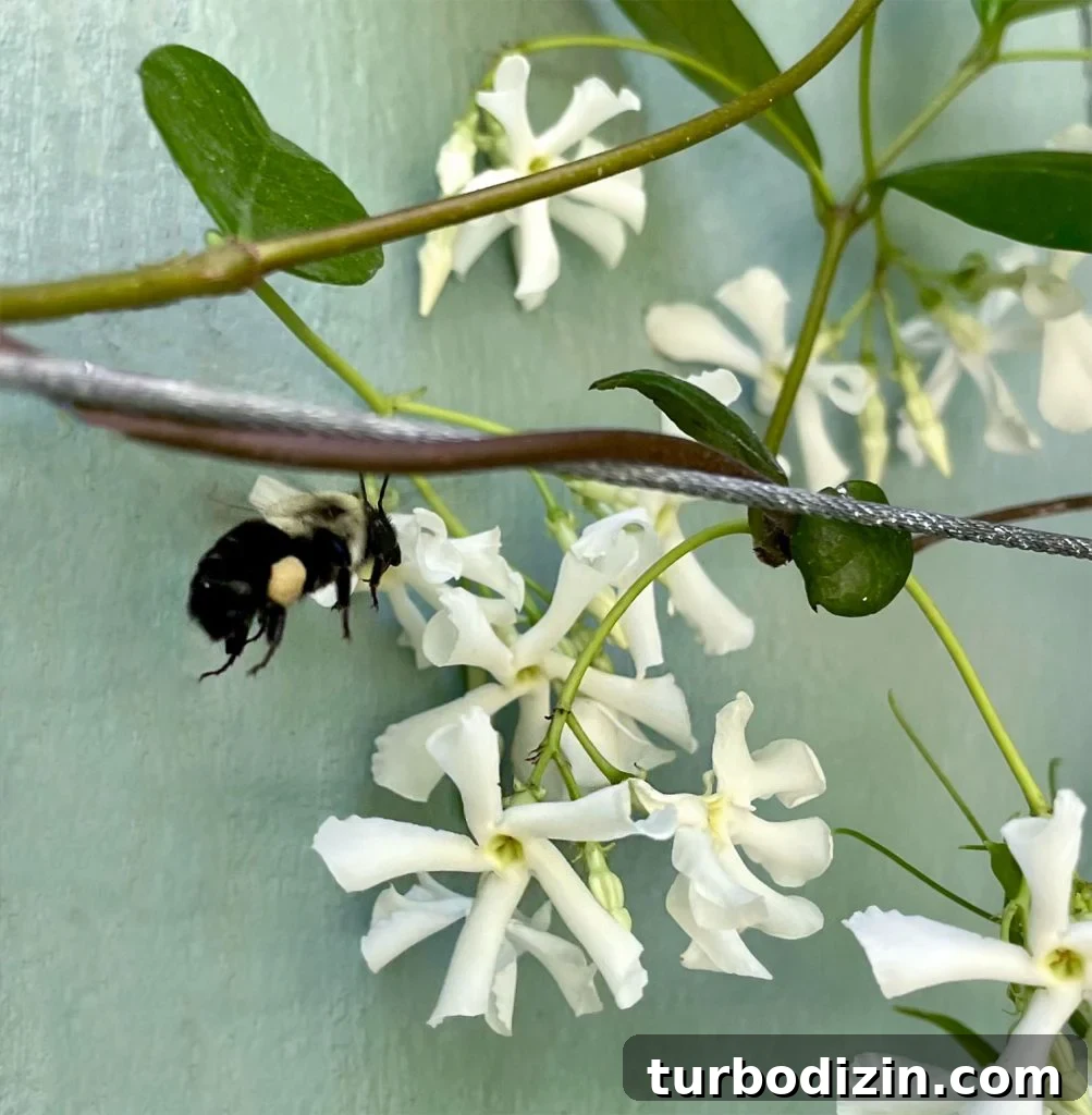 Bee Pollinating Star Jasmine Flower