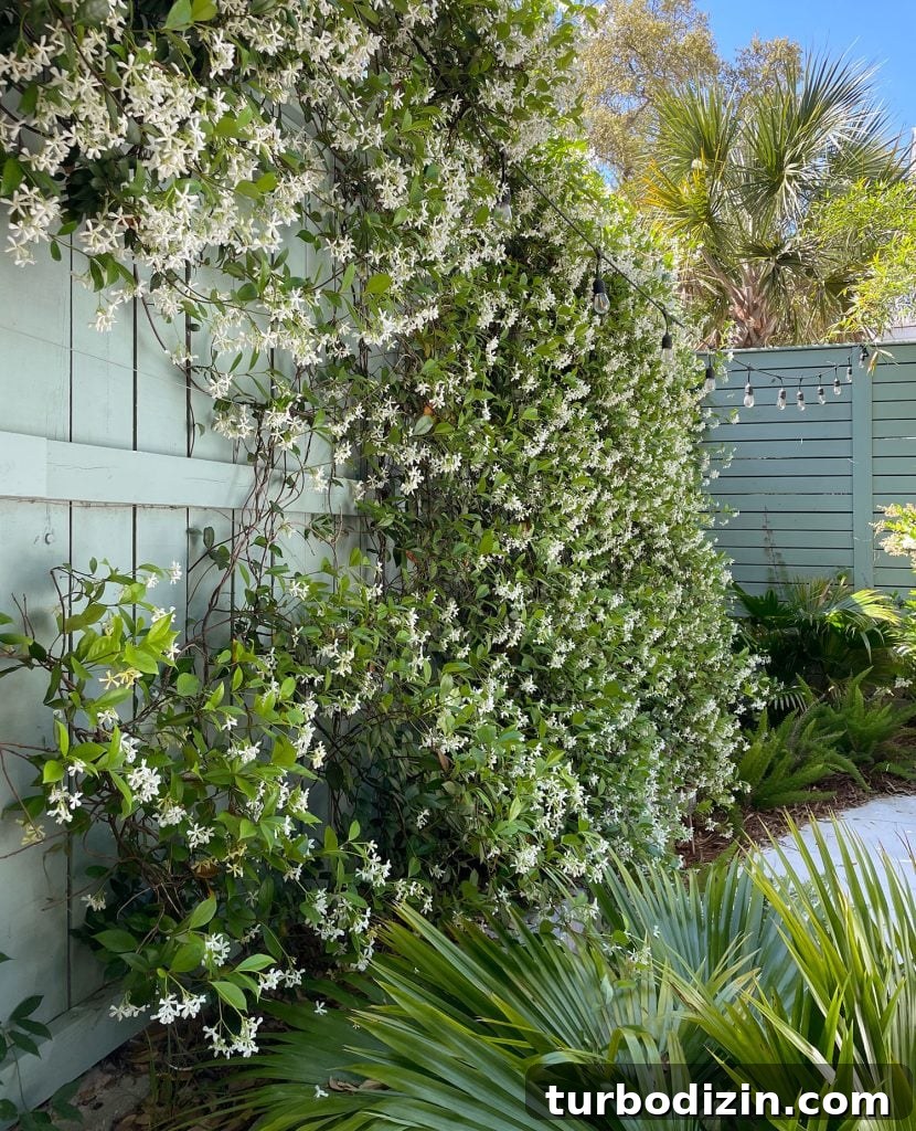 Wall Of Blooming Star Jasmine Vine In Tropical Backyard