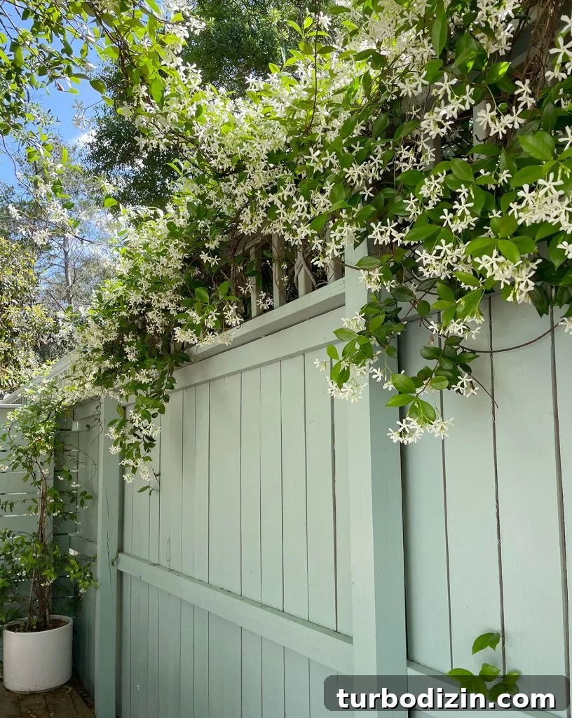 Fence With Star Jasmine Along Top