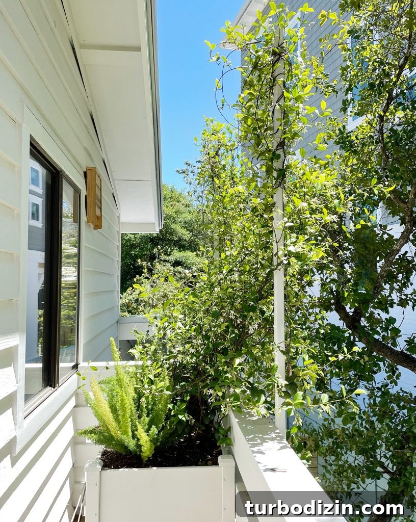 Privacy Trellis With Star Jasmine