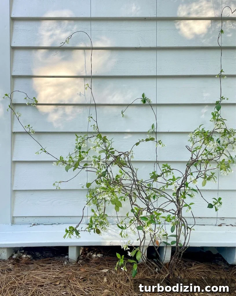Wire Trellis With Small Star Jasmine Vine Growing Up
