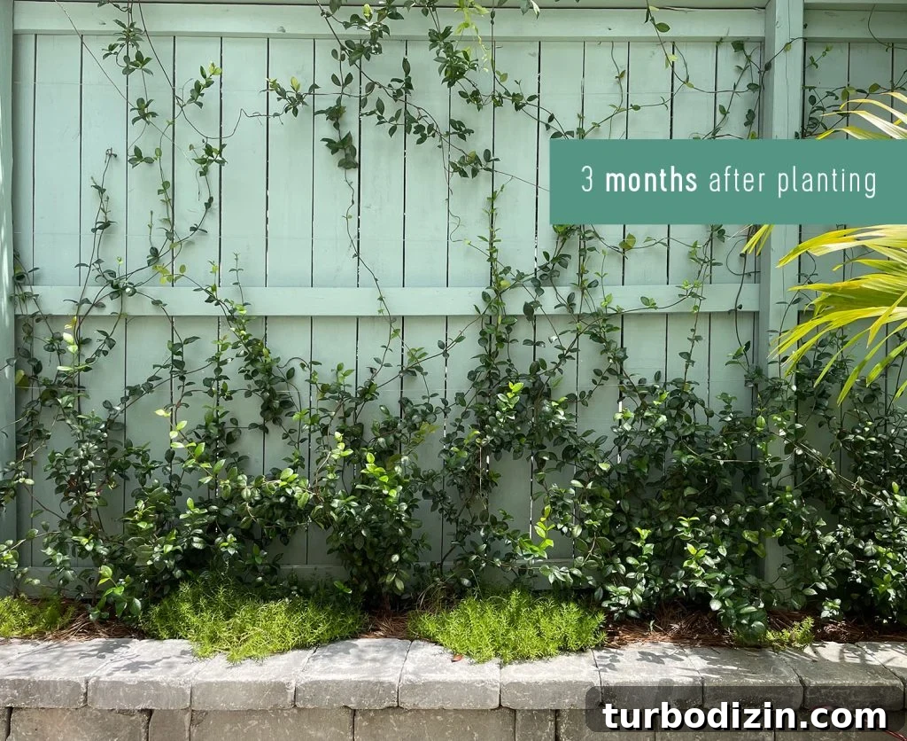 Wall Trellis Of Star Jasmine 3 Months After Planting