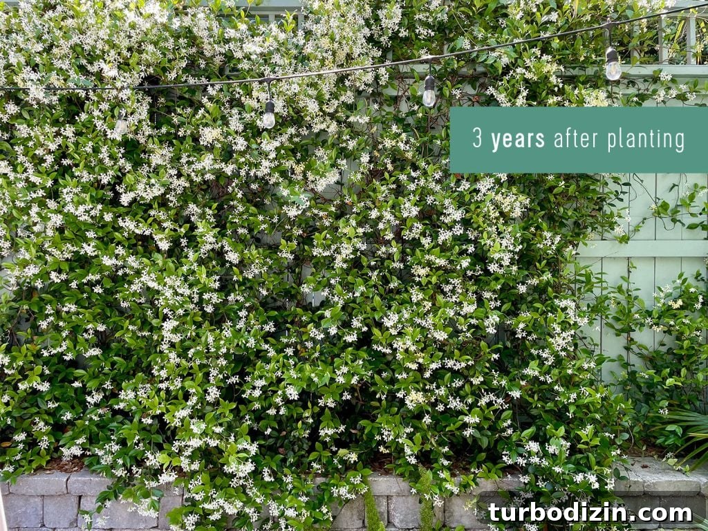 Wall of Star Jasmine Growth 3 Years After Planting In Bloom