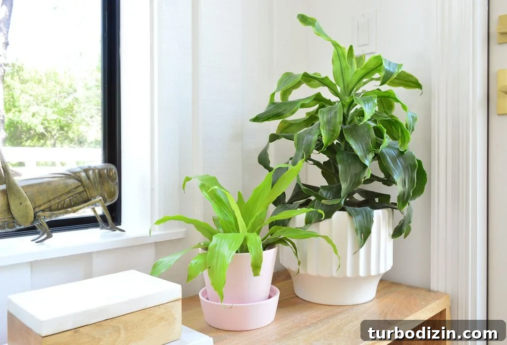 Corn Plant Care Guide: How to Grow and Maintain Dracaena Care 2 Corn Plant Varieties In Pots On Wood Bench
