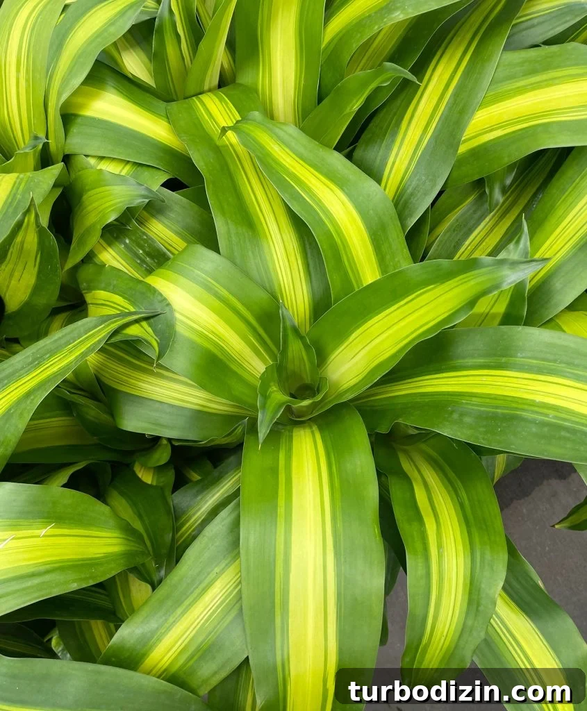 Corn Plant Care Guide: How to Grow and Maintain Dracaena Care 3 Leaves of Dracaena fragrans Massangeana Corn Polant