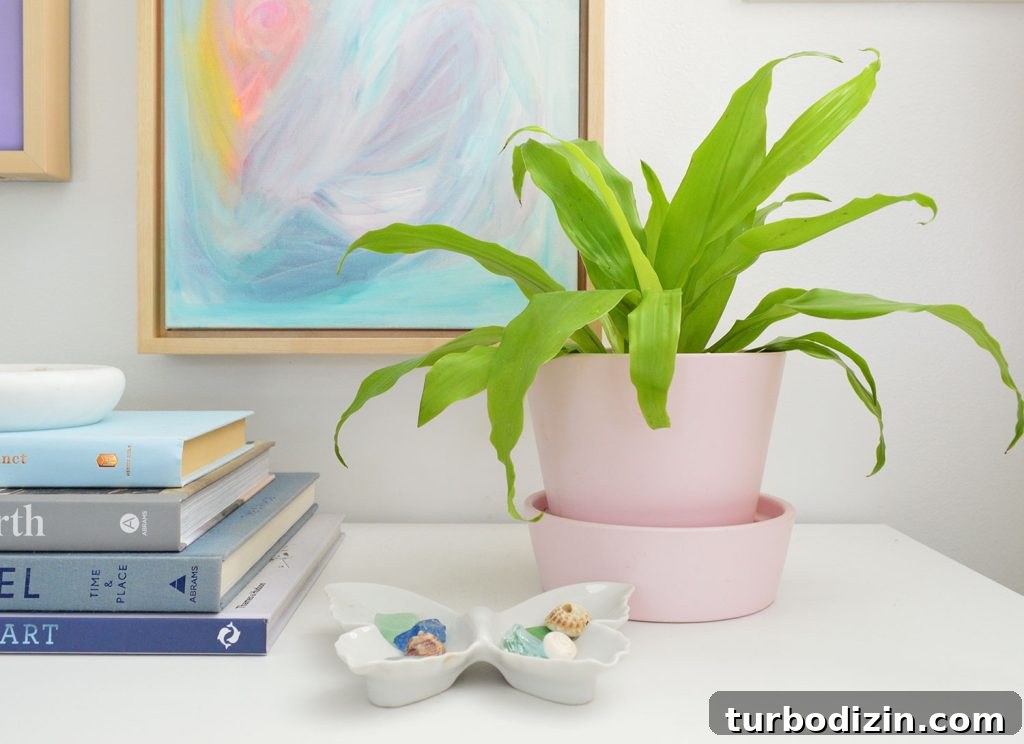 Corn Plant Care Guide: How to Grow and Maintain Dracaena Care 5 Limelight Corn Plant In Pink Pot