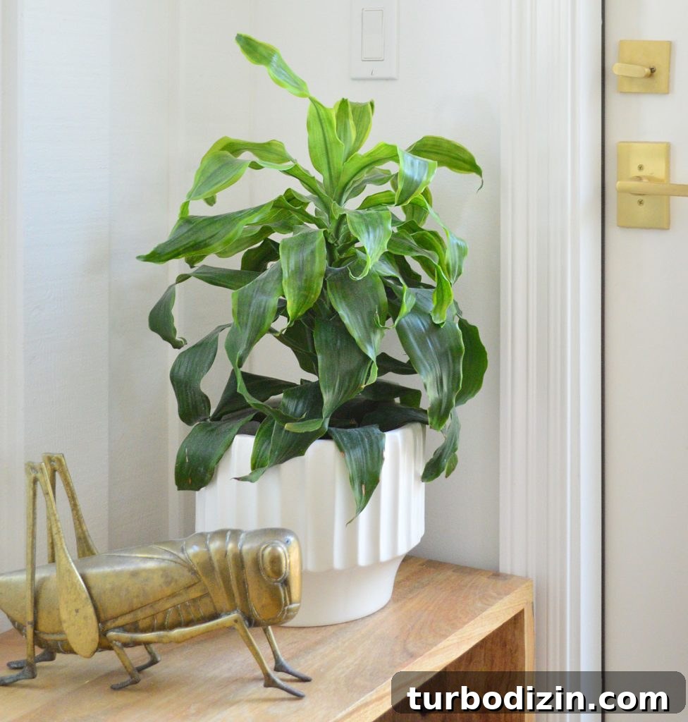 Corn Plant Care Guide: How to Grow and Maintain Dracaena Care 6 Potted Corn Plant With Brass Grasshopper