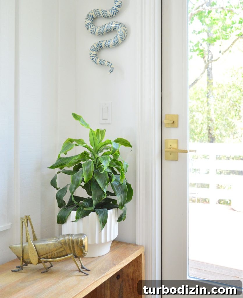 Corn Plant Care Guide: How to Grow and Maintain Dracaena Care 7 Corn Plant On Wood Bench Next To Door