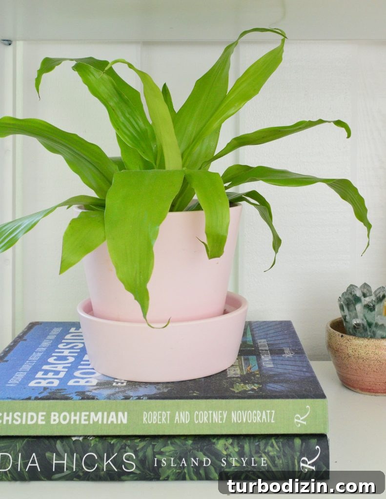 Corn Plant Care Guide: How to Grow and Maintain Dracaena Care 8 Limelight Corn Plant In Pink Pot
