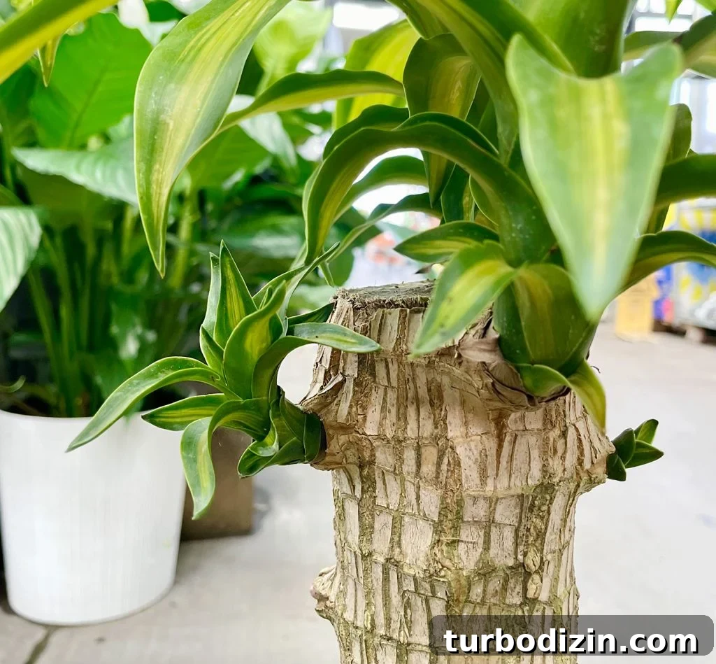 Corn Plant Care Guide: How to Grow and Maintain Dracaena Care 9 Cut top of Corn Plant Massangeana With New Growth
