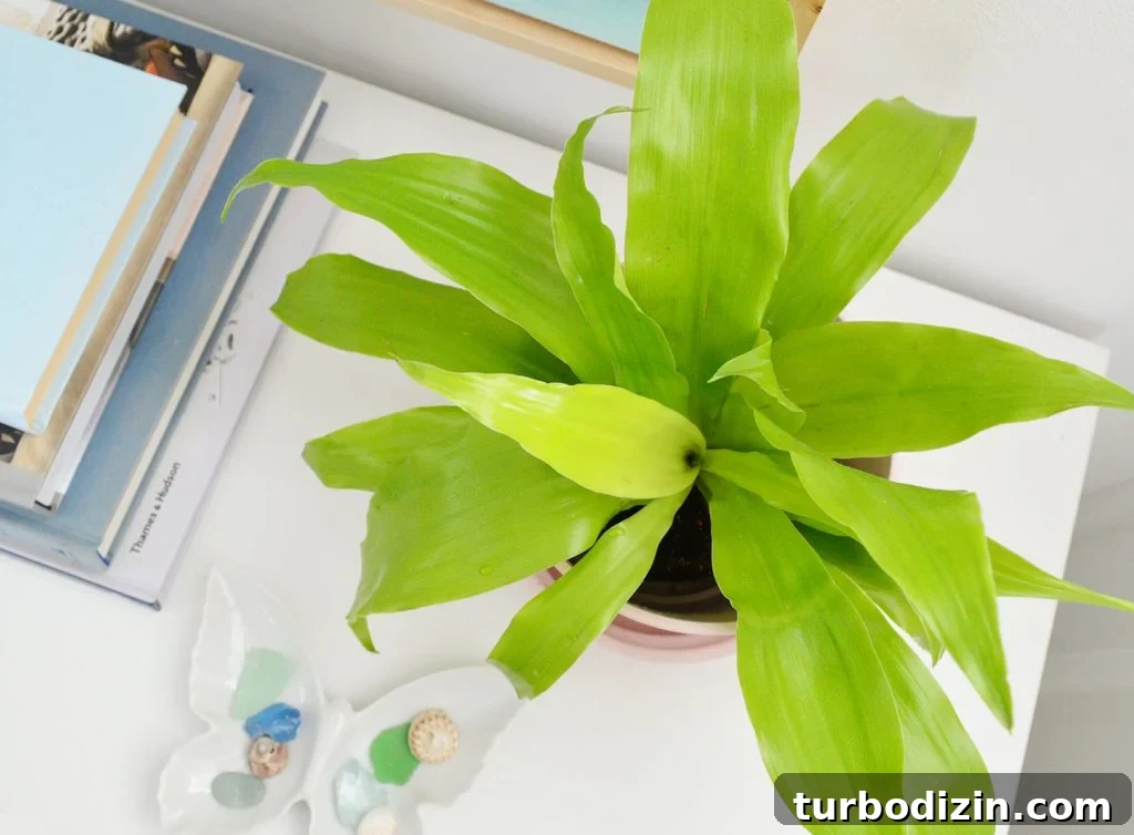 Corn Plant Care Guide: How to Grow and Maintain Dracaena Care 10 Ovearhead View Of Limelight Corn Plant Houseplant