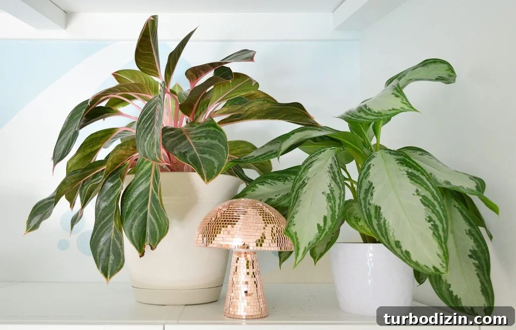 9 Low-Light Indoor Plants That Thrive Without Much Sunlight 11 Aglaonema Varieties Pink On Shelf With Disco Mushroom