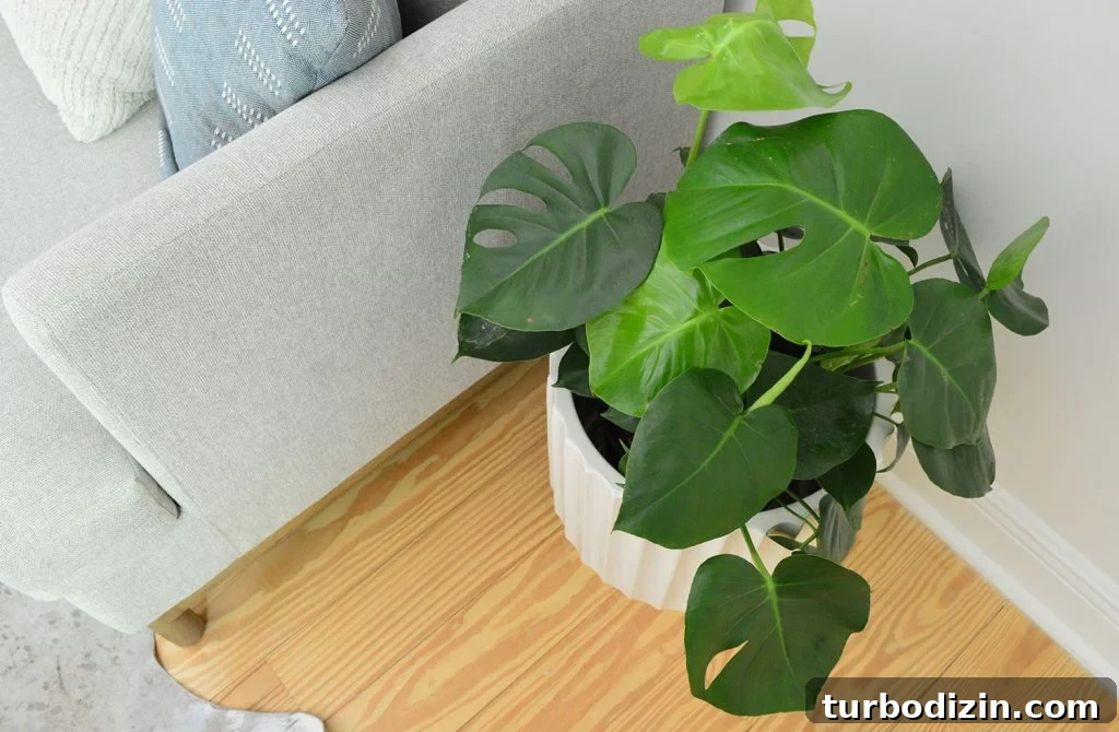 9 Low-Light Indoor Plants That Thrive Without Much Sunlight 12 Monstera deliciosa houseplant next to gray couch