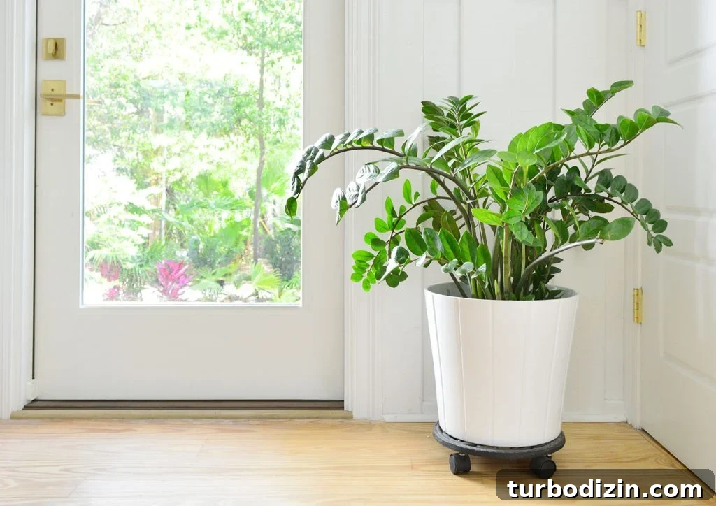 9 Low-Light Indoor Plants That Thrive Without Much Sunlight 7 ZZ Plant In White Pot Next to Front Door