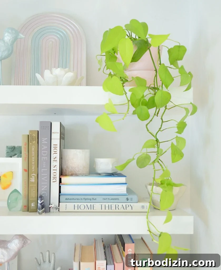 9 Low-Light Indoor Plants That Thrive Without Much Sunlight 8 Neon Pothos Houseplant Vine Trailing Off Floating Shelf