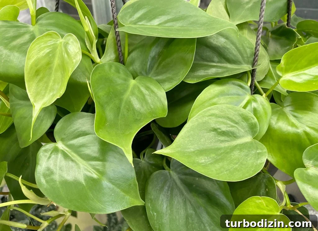 9 Low-Light Indoor Plants That Thrive Without Much Sunlight 9 Close Up of Heartleaf Philodendron Leaves