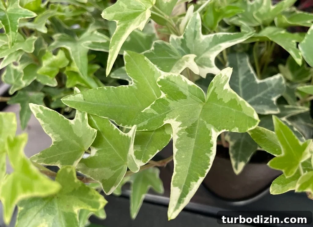 9 Low-Light Indoor Plants That Thrive Without Much Sunlight 10 Close Up of English ivy leaf