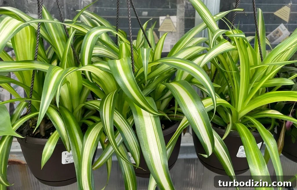 Top Air-Purifying Houseplants for Cleaner Indoor Air 12 Hanging Snake Plants At Store