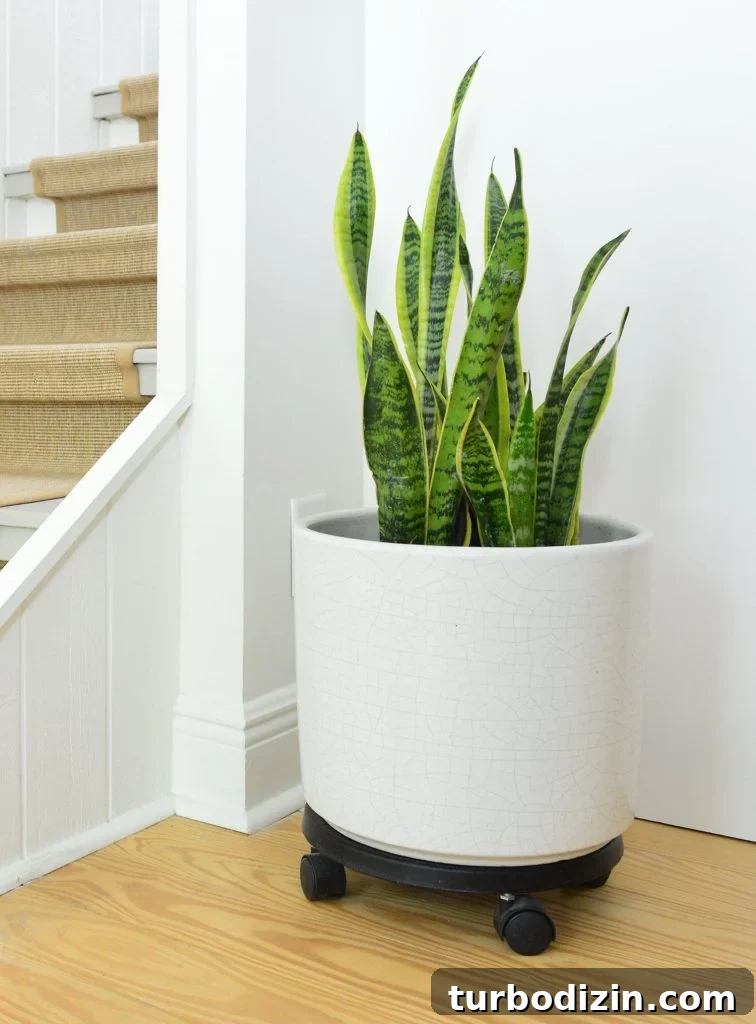 Top Air-Purifying Houseplants for Cleaner Indoor Air 8 Snake Plant In White Pot On Wheels