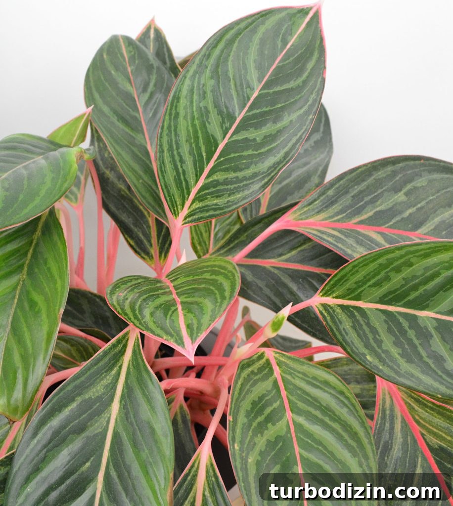 Top Air-Purifying Houseplants for Cleaner Indoor Air 9 Close Up Of Pink Aglaonema Leaves