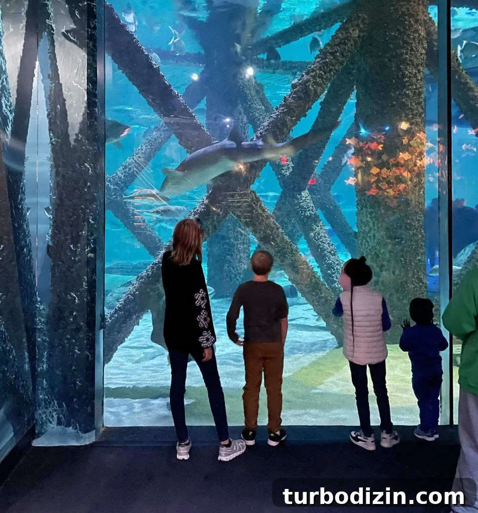 48 Hours in New Orleans with Kids: Family Weekend Guide 19 Kids At New Orleans Aquarium Shark Tank