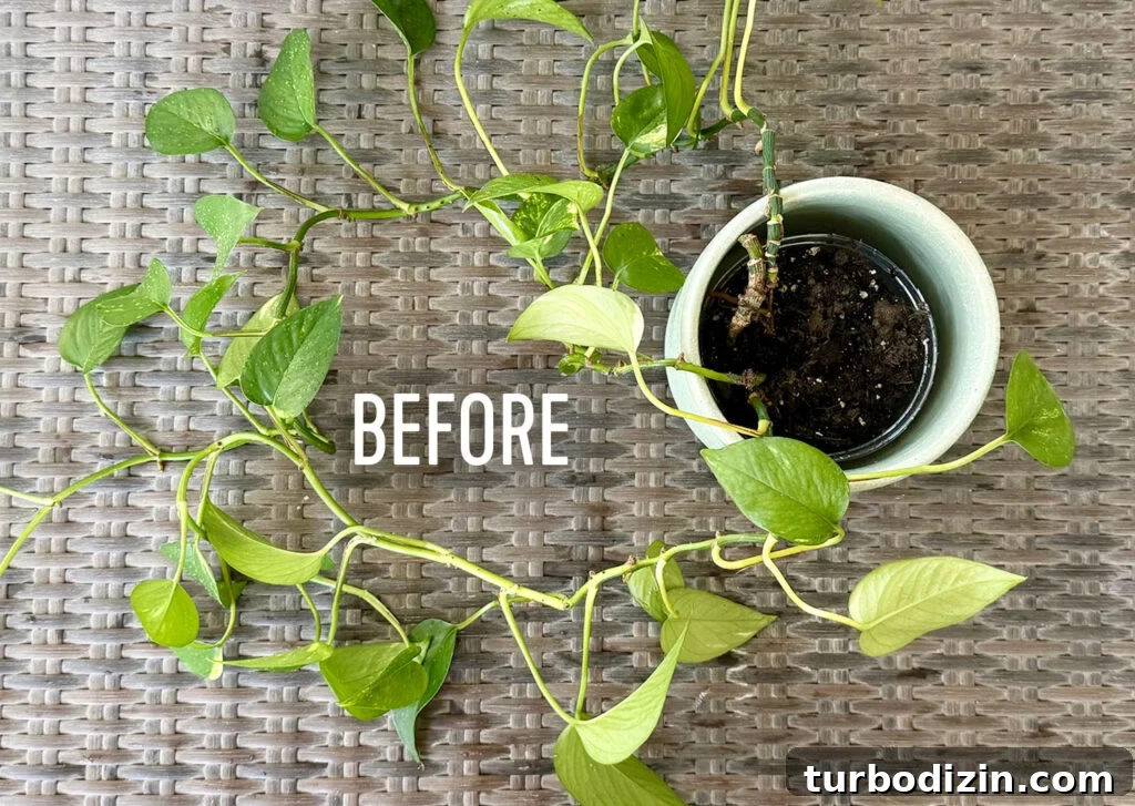Pothos Propagation Guide: Simple Methods to Grow New Plants 11 Potted Pothos Houseplan Before Basketing