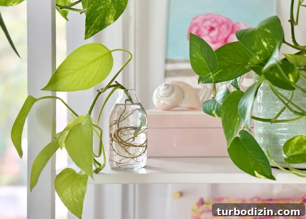 Pothos Propagation Guide: Simple Methods to Grow New Plants 12 Propagating Pothos Clipping In Water On Shelf